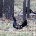 Black-billed Capercaillie (image by Hannu Jännes)