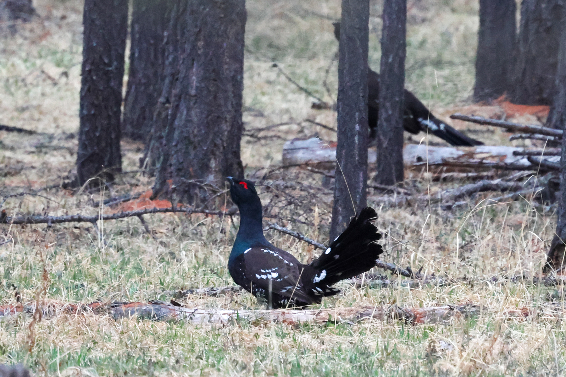 Black-billed Capercaillie (image by Hannu Jännes)