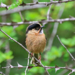 Black-browed Bushtit (image by Hannu Jännes)