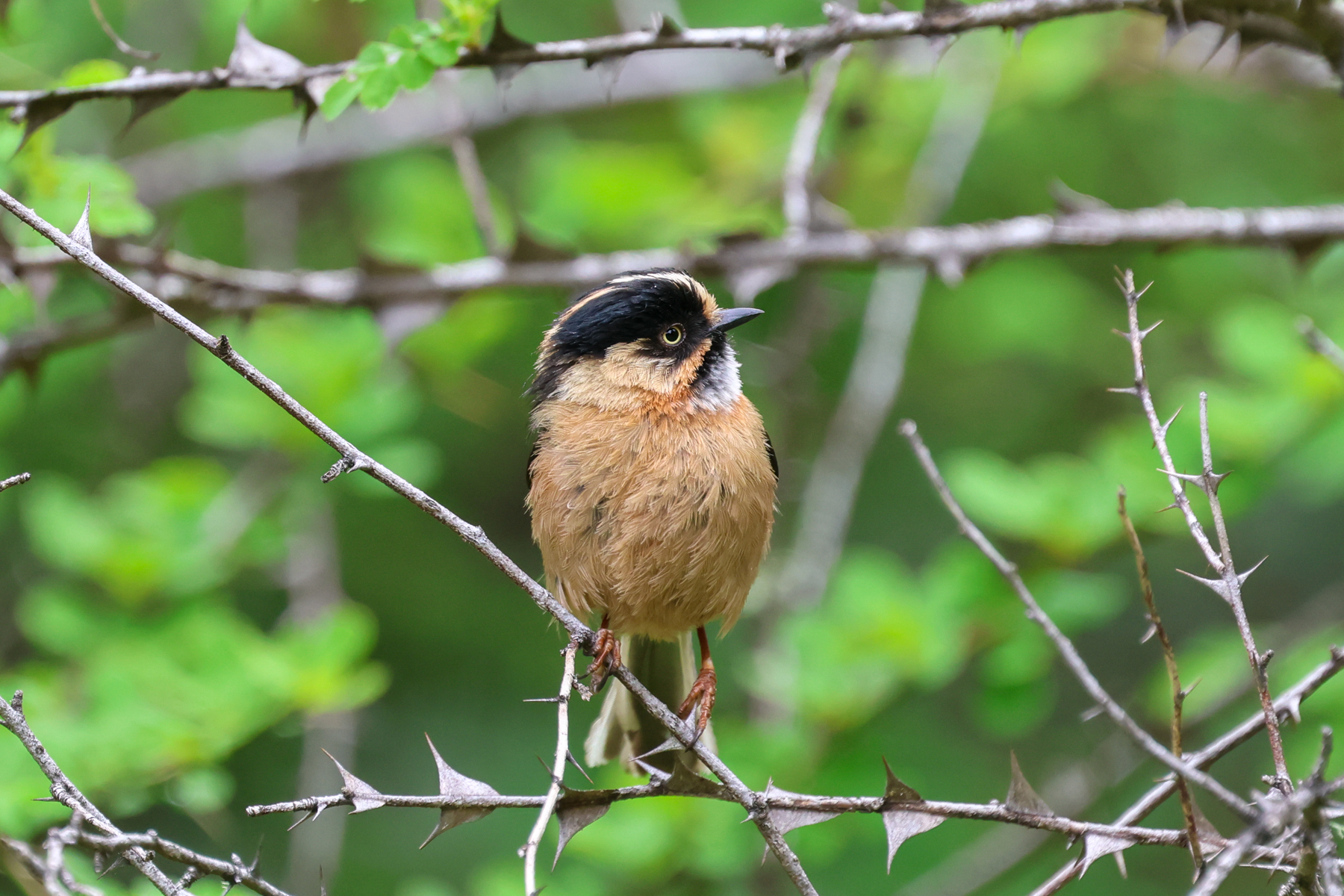 Black-browed Bushtit (image by Hannu Jännes)
