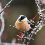 Black-browed Bushtit (image by Hannu Jännes)