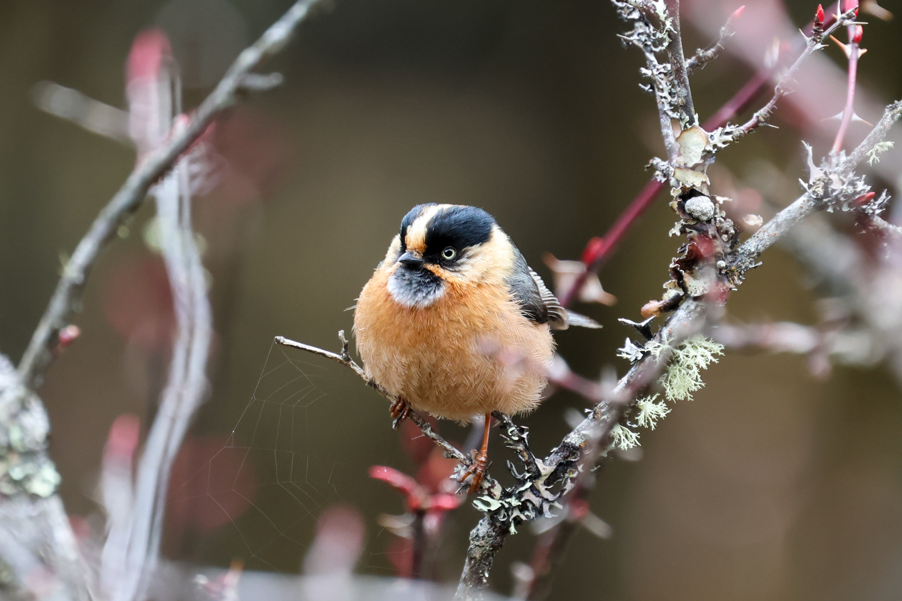 Black-browed Bushtit (image by Hannu Jännes)