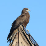 Black-eared Kite (image by Hannu Jännes)