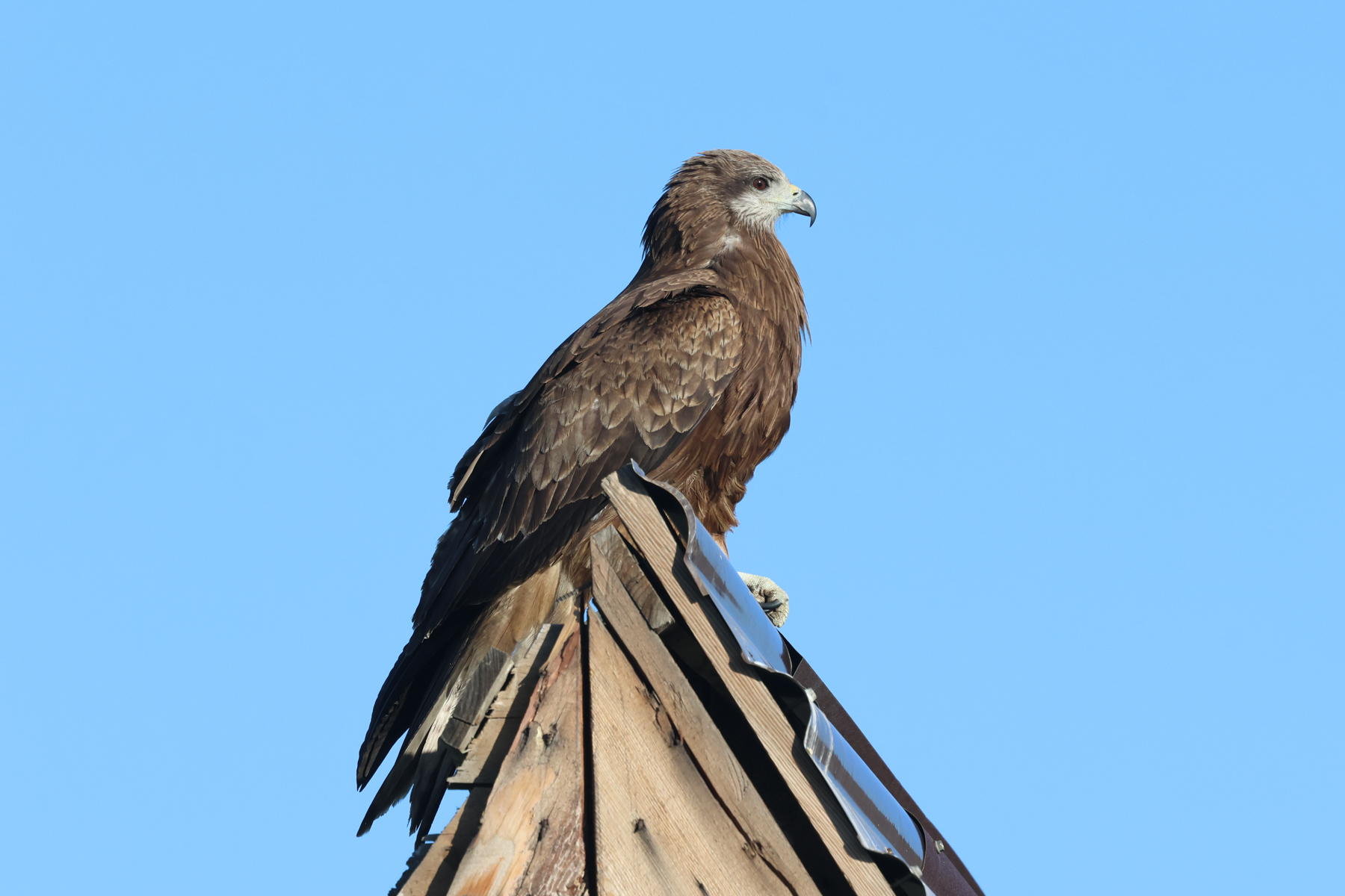 Black-eared Kite (image by Hannu Jännes)