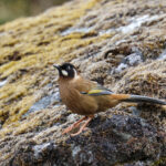 Black-faced Laughingthrush (image by Hannu Jännes)