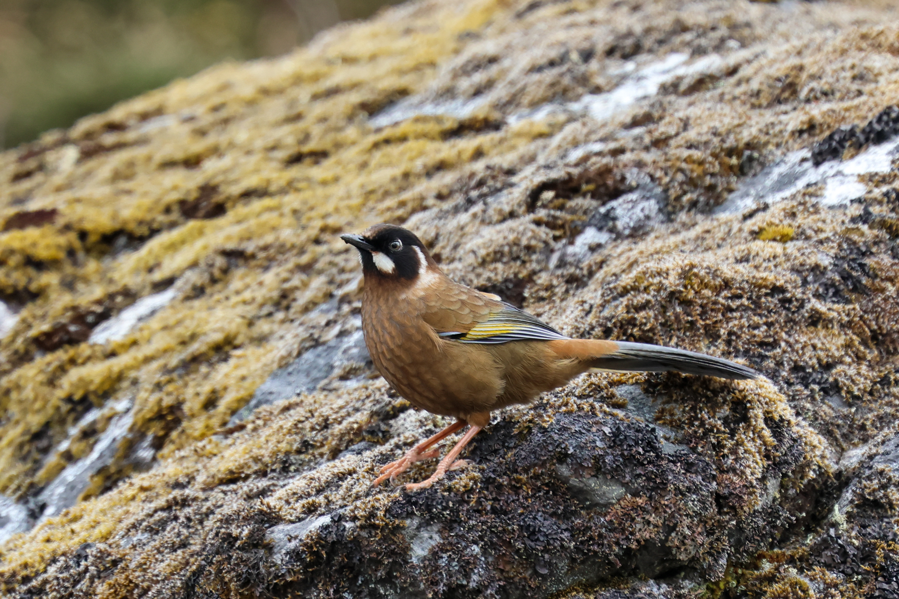 Black-faced Laughingthrush (image by Hannu Jännes)