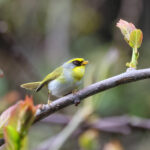 Black-faced Warbler (image by Hannu Jännes)
