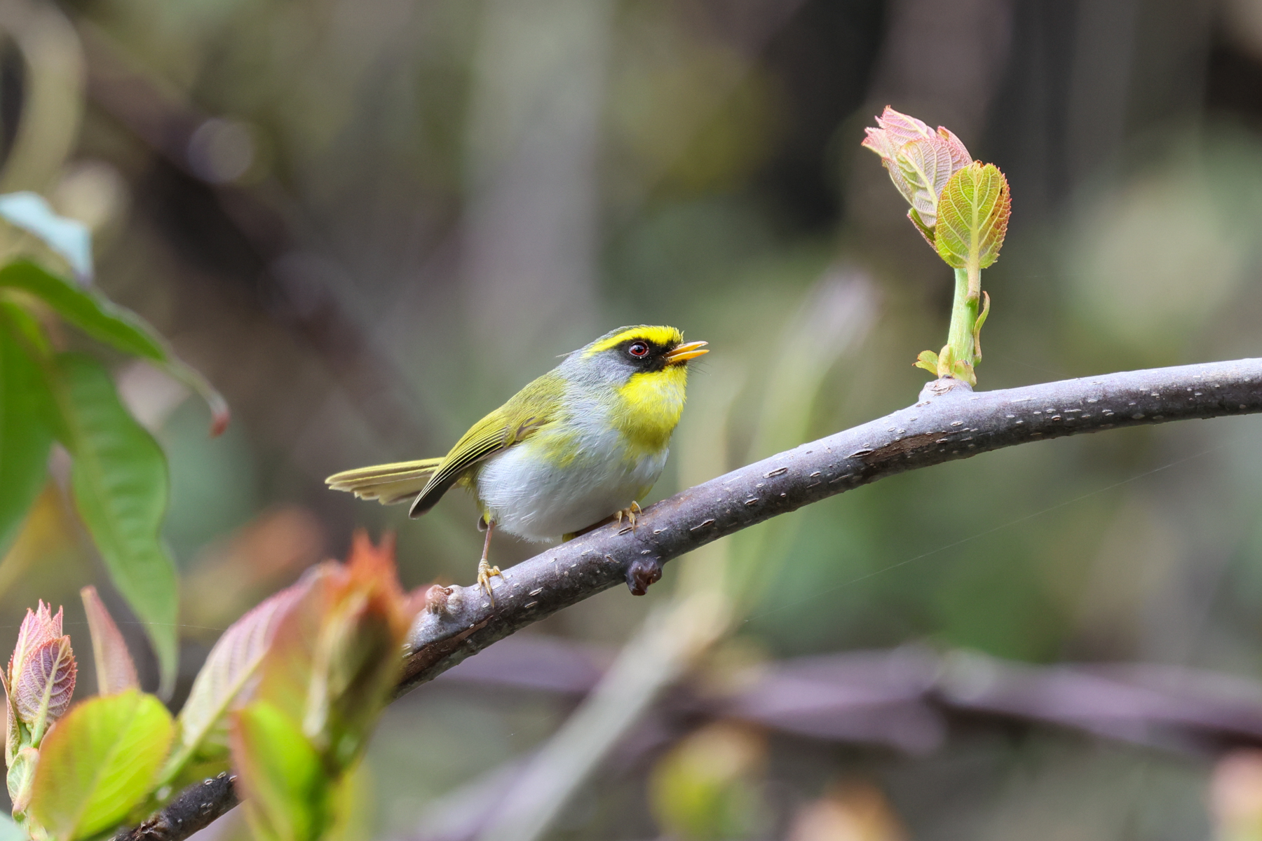 Black-faced Warbler (image by Hannu Jännes)