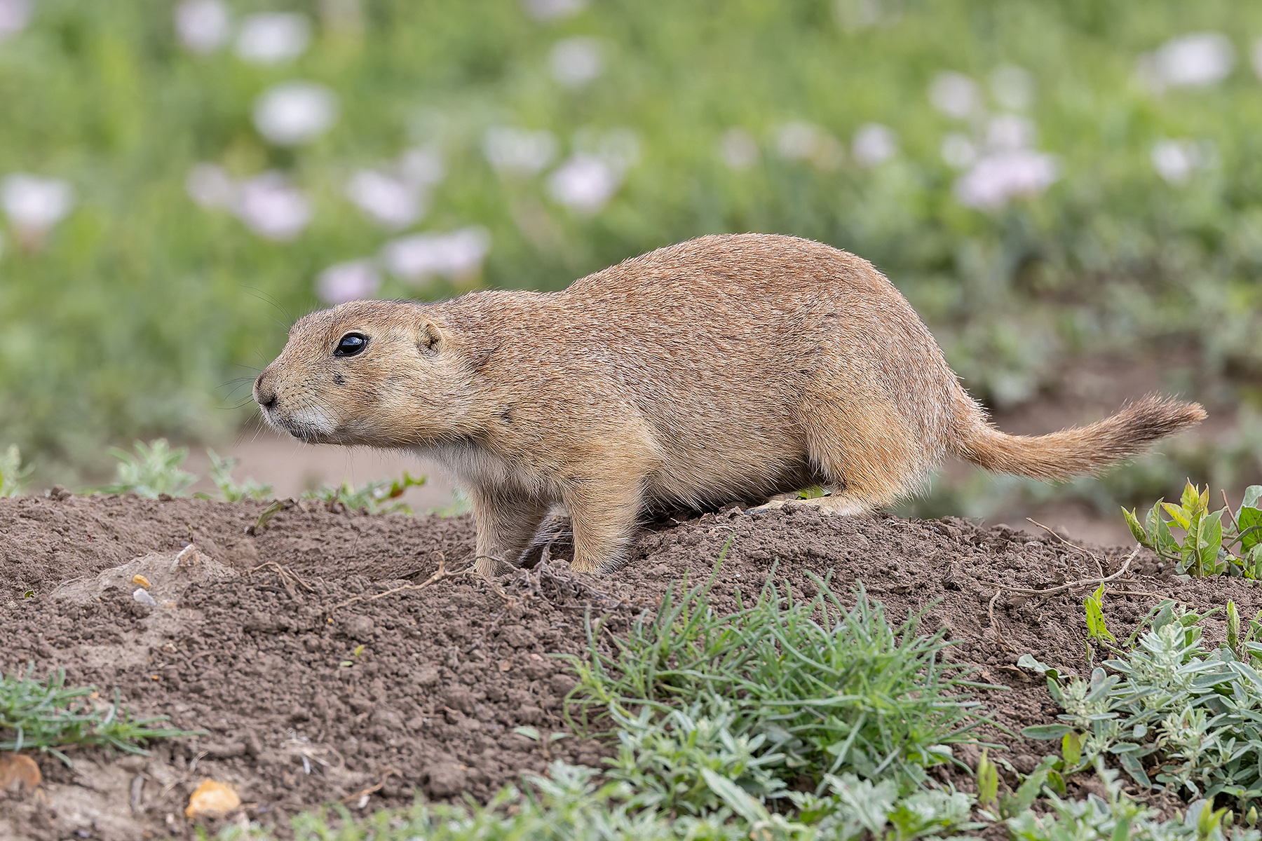 Black-tailed Prairie Dog (image by Pete Morris)