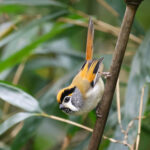 Black-throated Parrotbill (image by Hannu Jännes)