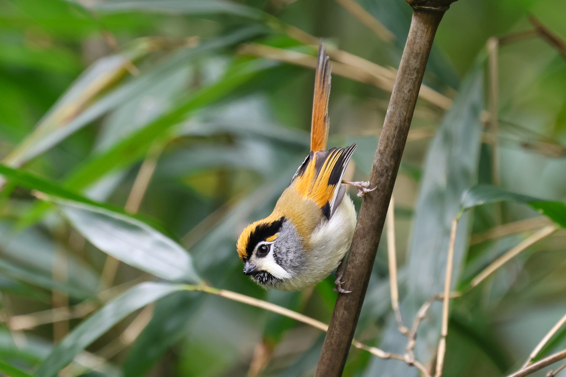 Black-throated Parrotbill (image by Hannu Jännes)