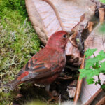 Blanford's Rosefinch (image by Hannu Jännes)
