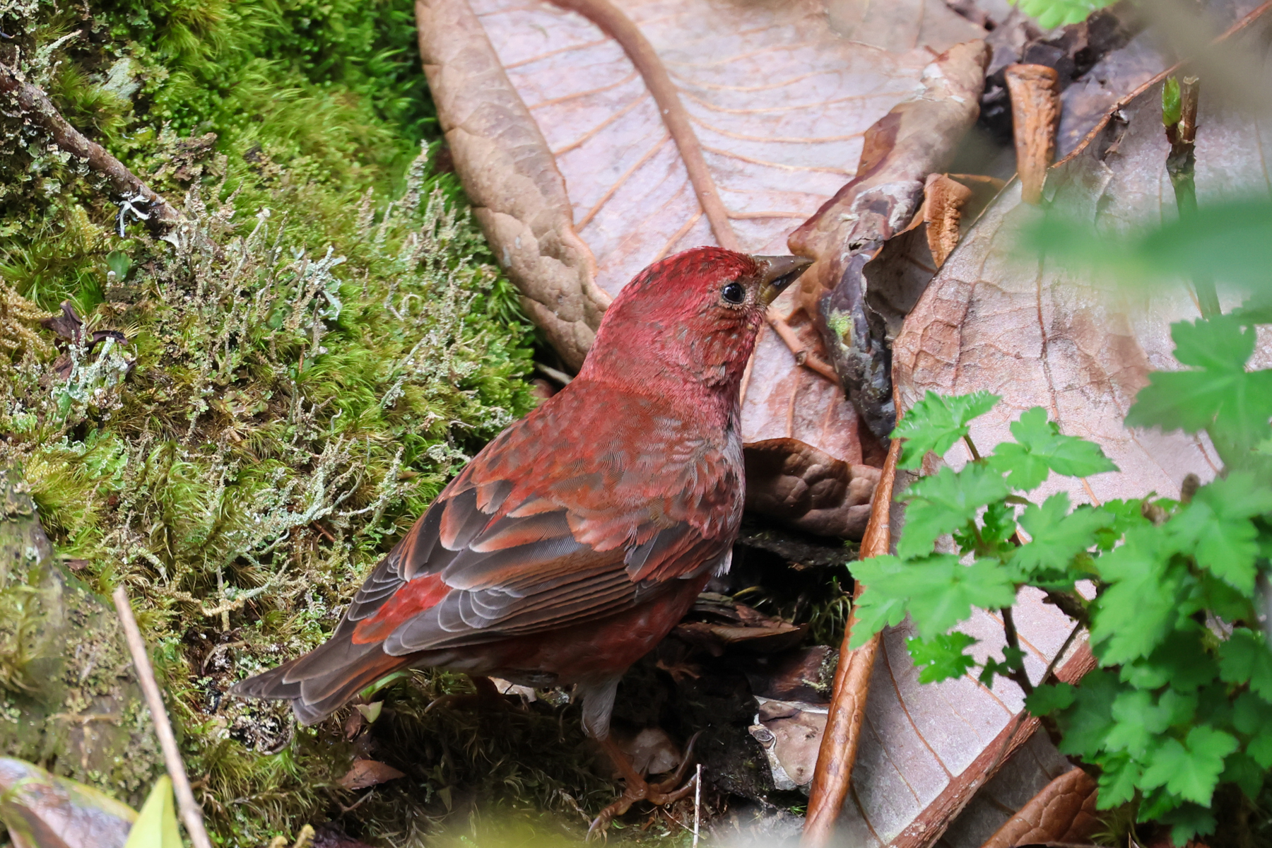 Blanford's Rosefinch (image by Hannu Jännes)