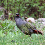 Blood Pheasant (image by Hannu Jännes)