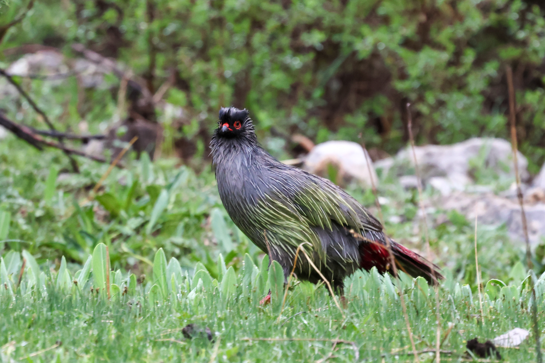 Blood Pheasant (image by Hannu Jännes)