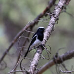 Blue-capped Redstart (image by Hannu Jännes)