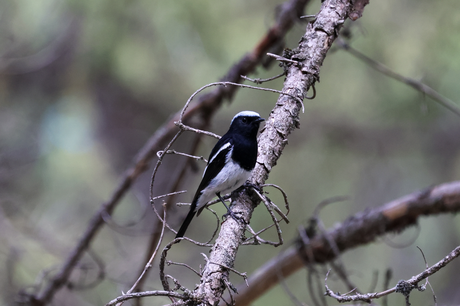 Blue-capped Redstart (image by Hannu Jännes)