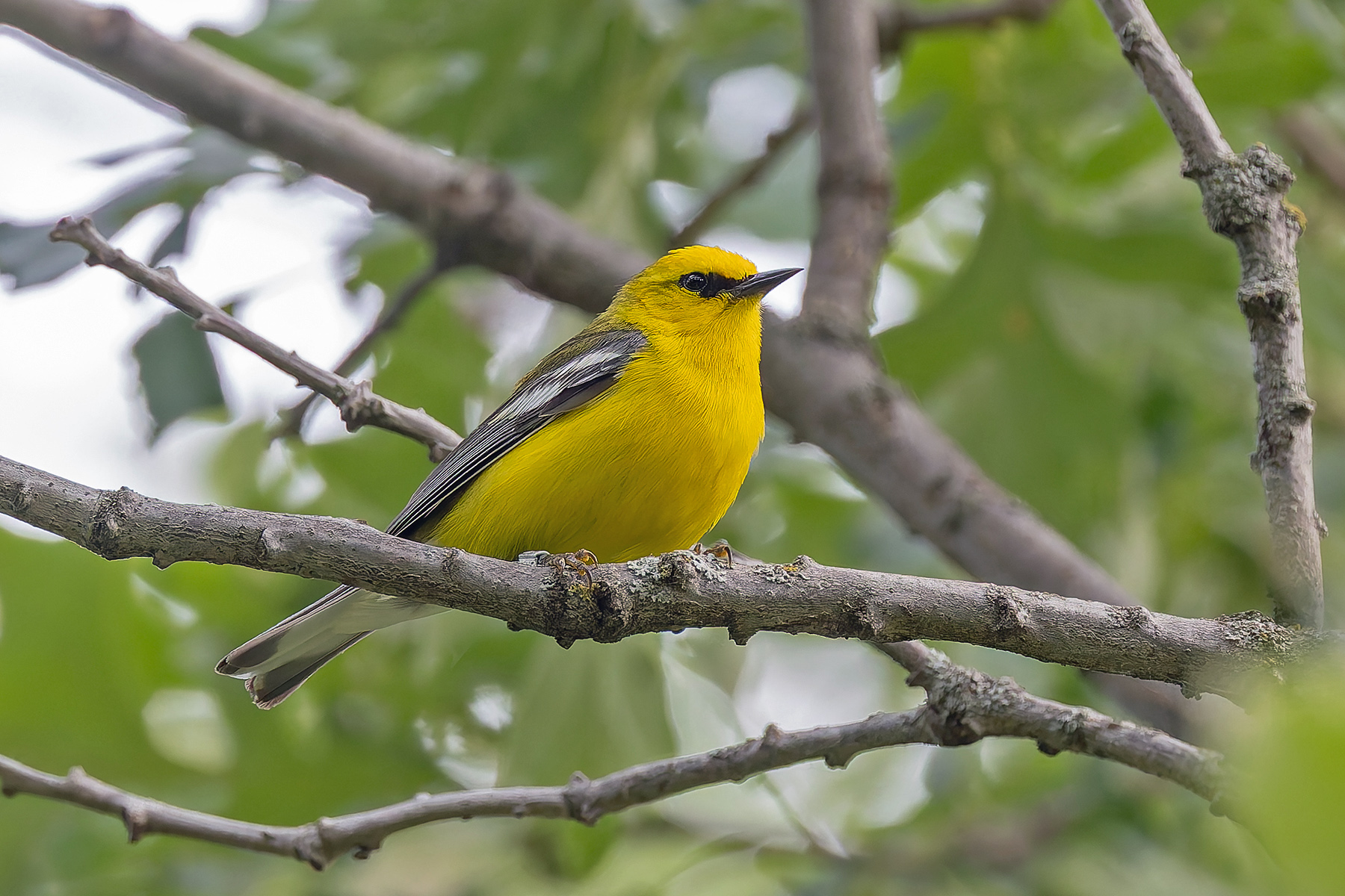 Blue-winged Warbler (image by Pete Morris)