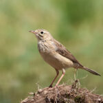 Blyth's Pipit (image by Hannu Jännes)