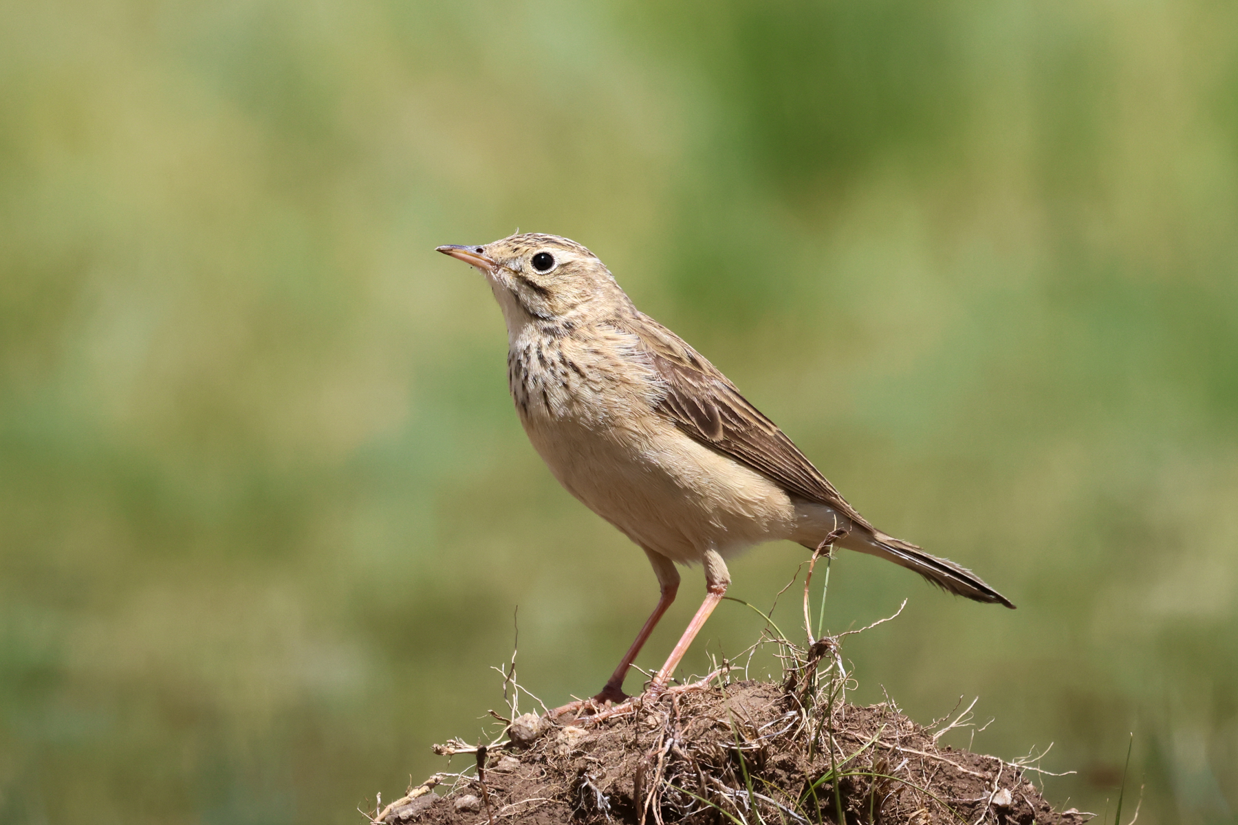 Blyth's Pipit (image by Hannu Jännes)