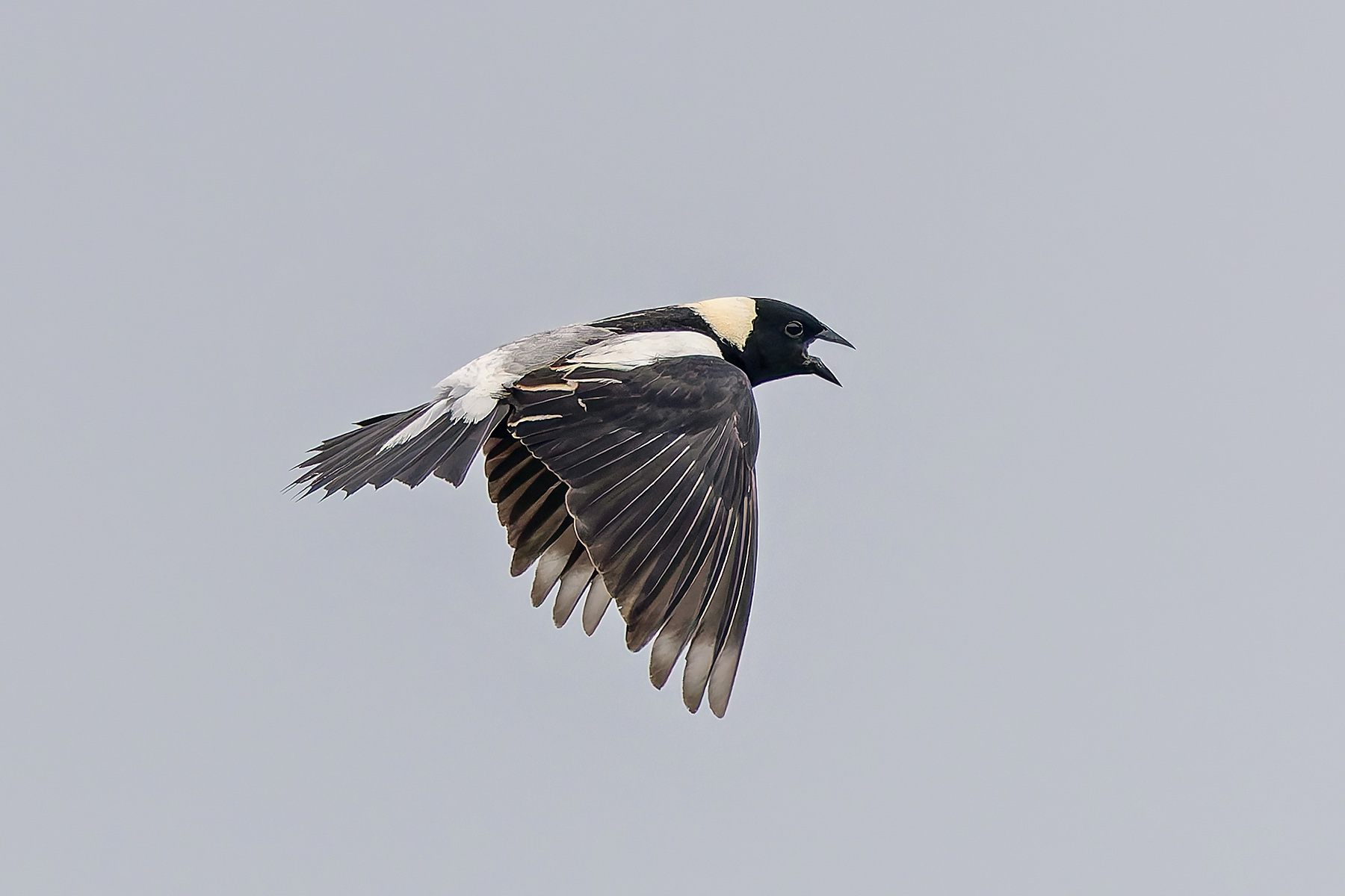 Bobolink (image by Pete Morris)