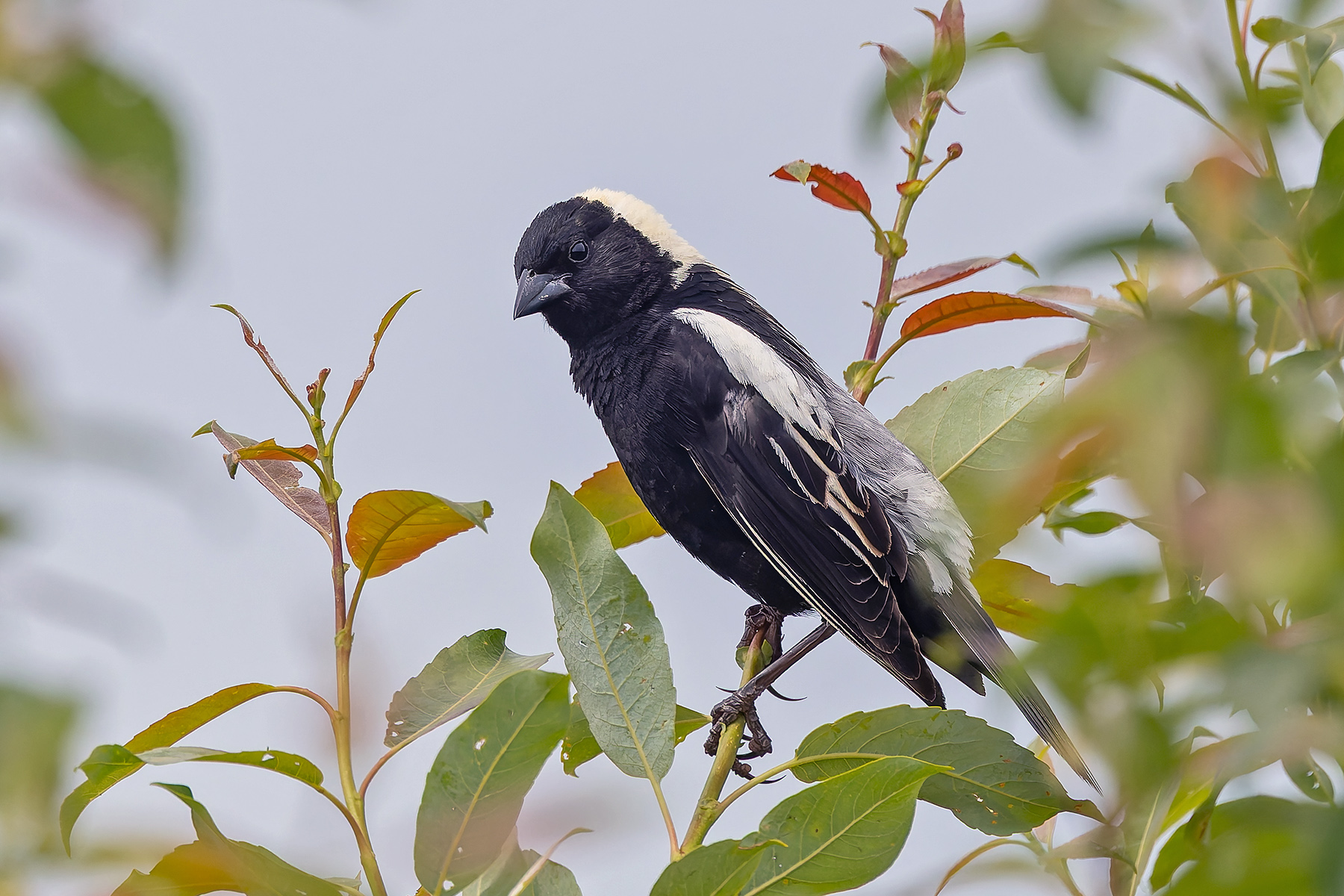 Bobolink (image by Pete Morris)