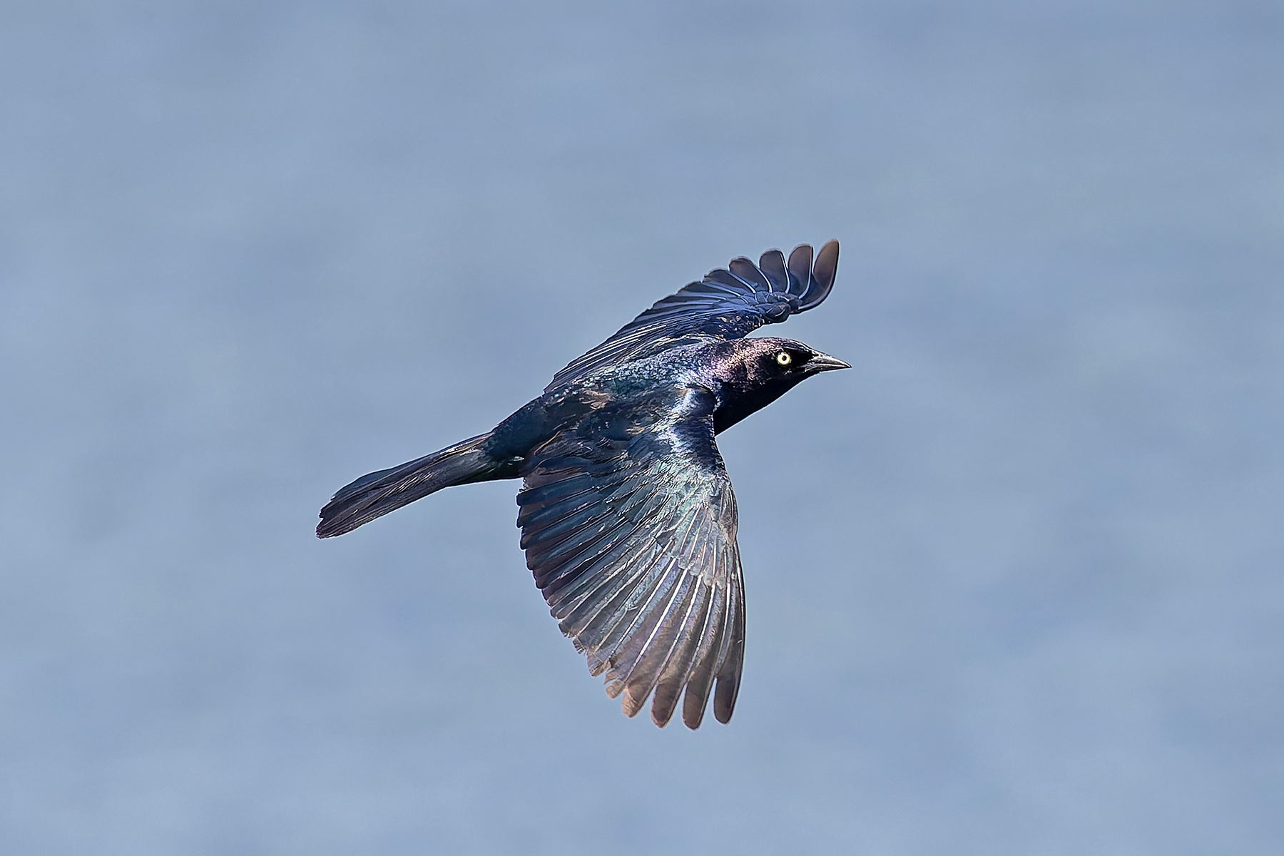 Brewer's Blackbird (image by Pete Morris)
