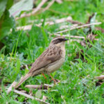 Brown Accentor (image by Hannu Jännes)