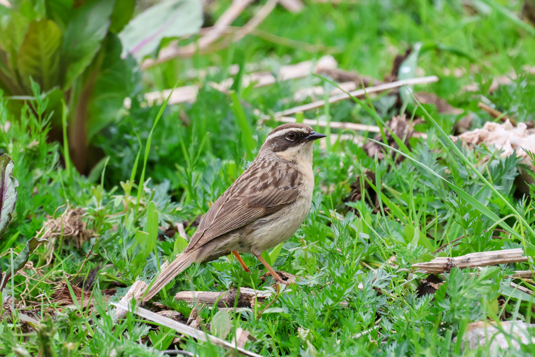 Brown Accentor (image by Hannu Jännes)