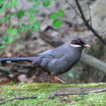 Brown-cheeked Laughingthrush (image by Hannu Jännes)