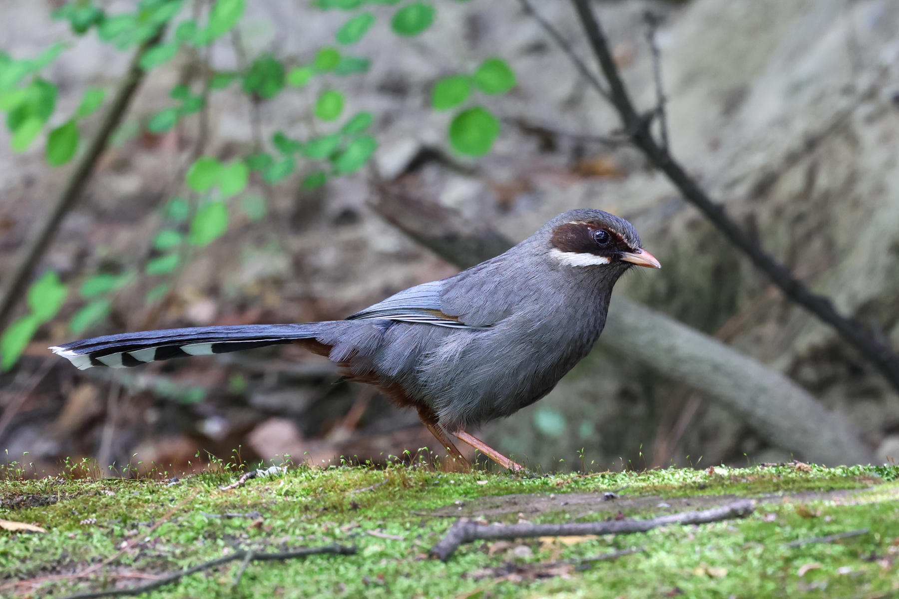 Brown-cheeked Laughingthrush (image by Hannu Jännes)