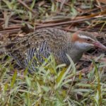 Buff-banded Rail (image by Jeffrey Higgott)