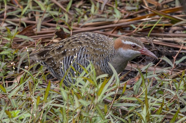 Buff-banded Rail (image by Jeffrey Higgott)