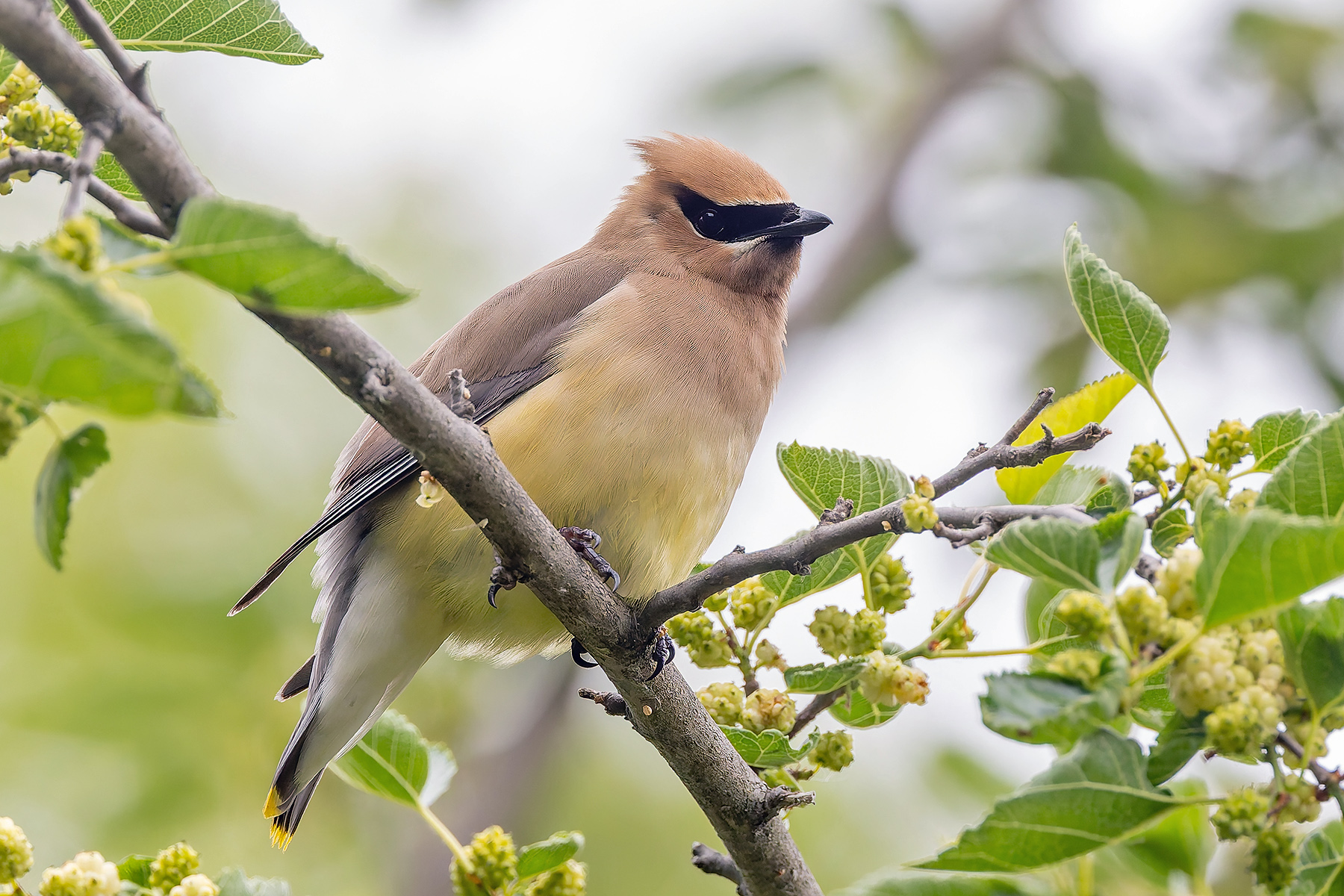 Cedar Waxwing (image by Pete Morris)