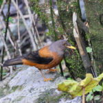 Chestnut Thrush (image by Hannu Jännes)