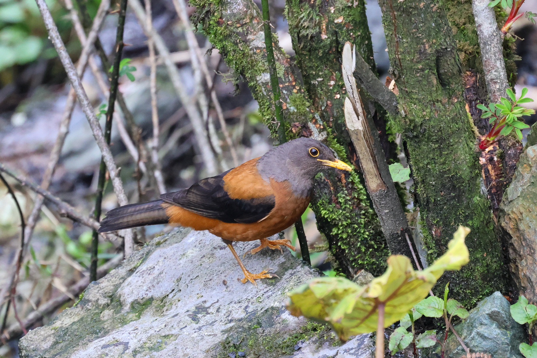 Chestnut Thrush (image by Hannu Jännes)