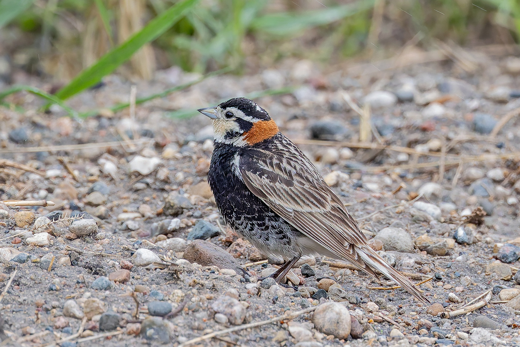 Chestnut-collared Longspur (image by Pete Morris)