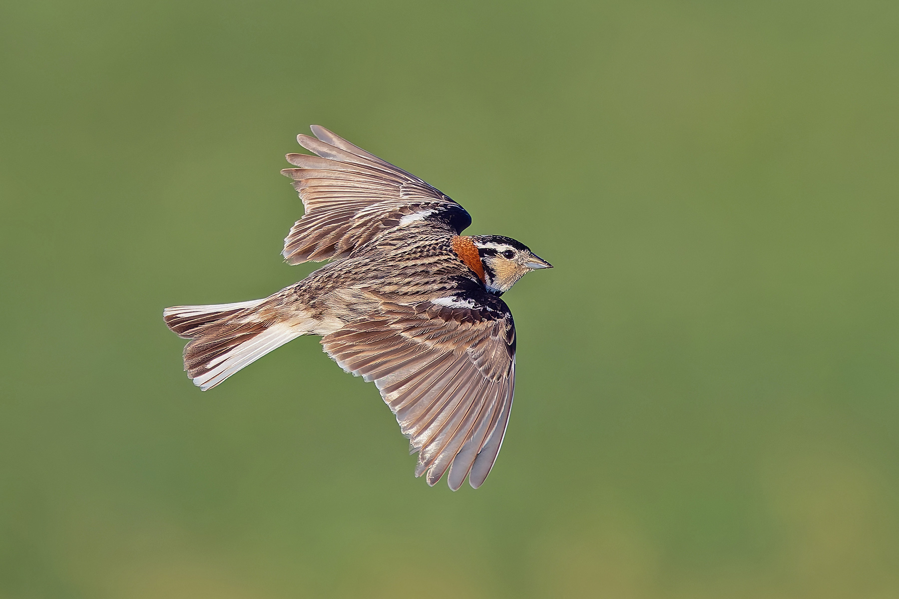 Chestnut-collared Longspur (image by Pete Morris)