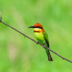 Chestnut-headed Bee-eater (image by Hannu Jännes)