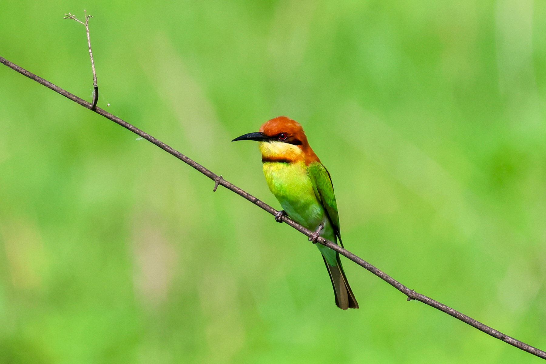 Chestnut-headed Bee-eater (image by Hannu Jännes)
