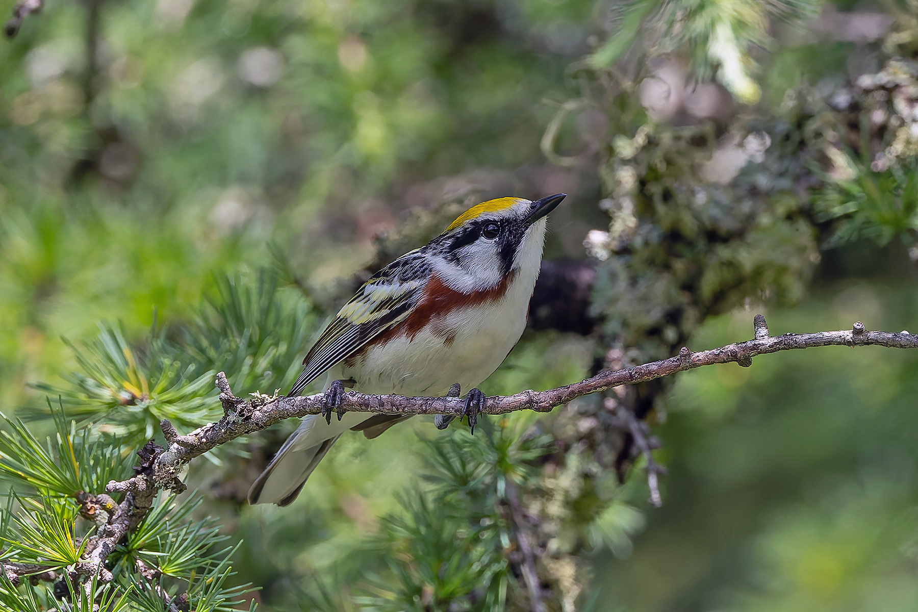 Chestnut-sided Warbler (image by Pete Morris)