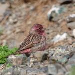 Chinese Beautiful Rosefinch (image by Hannu Jännes)