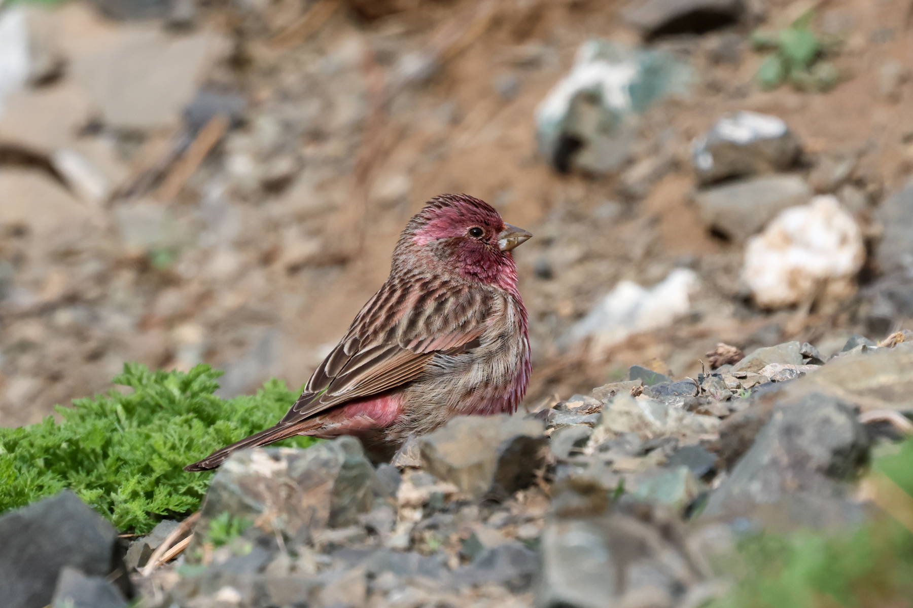 Chinese Beautiful Rosefinch (image by Hannu Jännes)