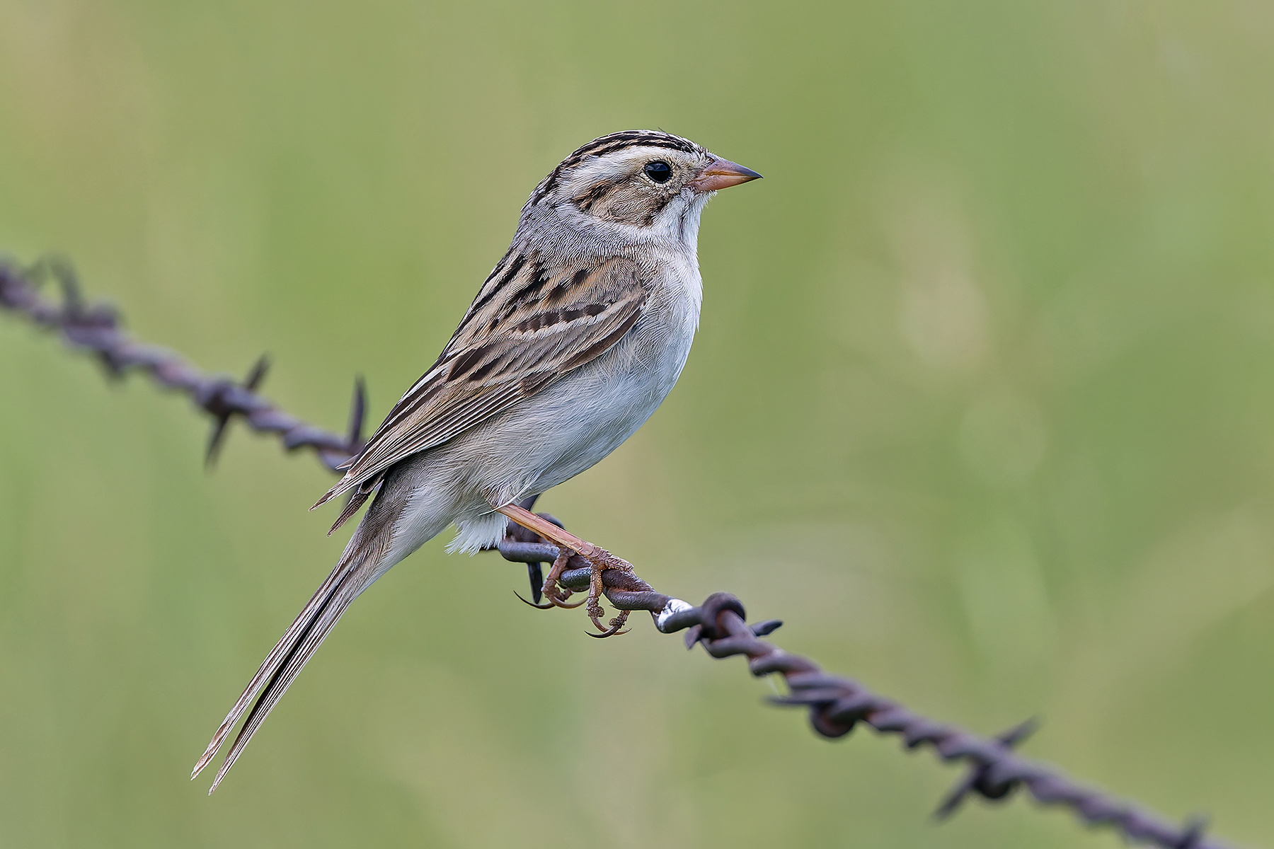 Clay-coloured Sparrow (image by Pete Morris)
