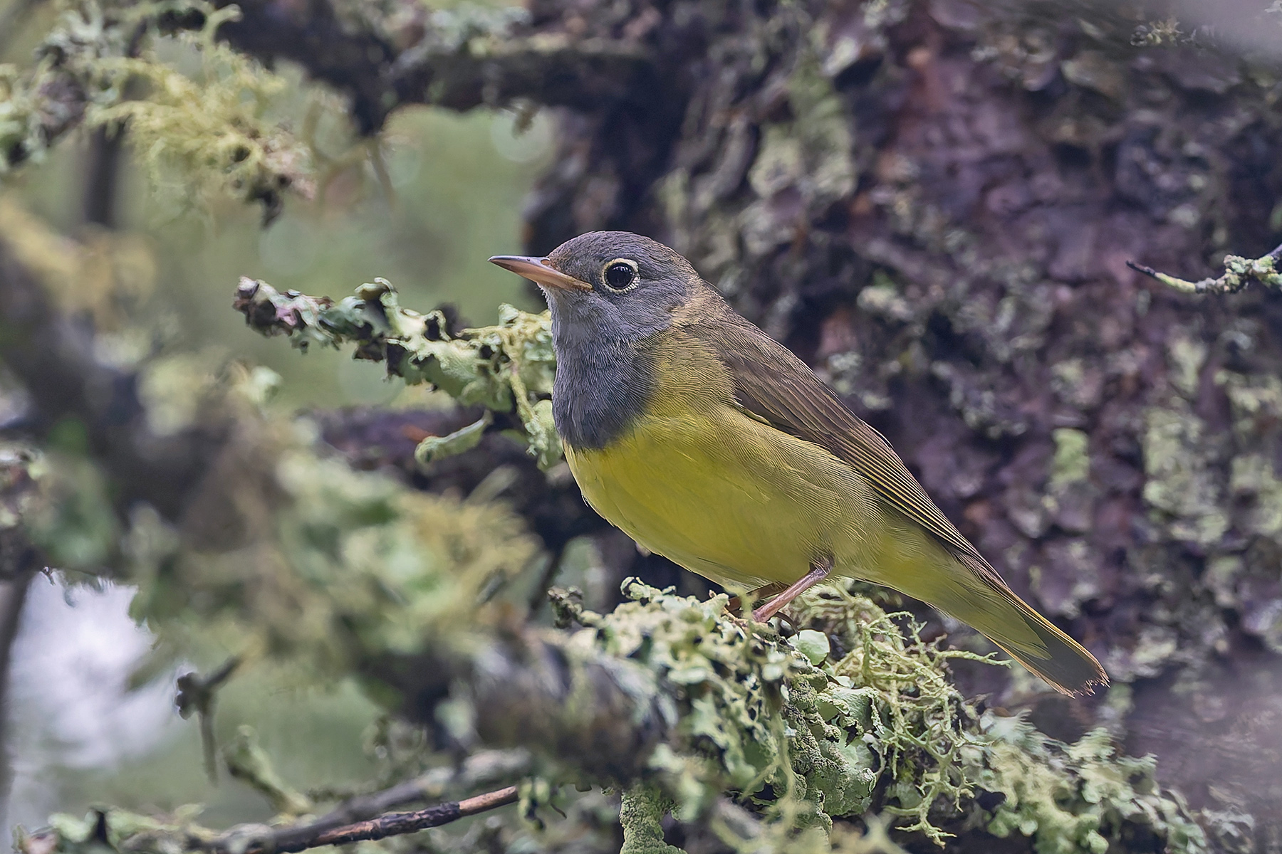 Connecticut Warbler (image by Pete Morris)