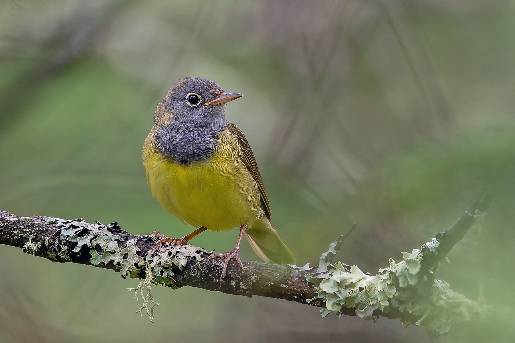 Connecticut Warbler (image by Pete Morris)