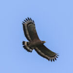 Crested Serpent Eagle (image by Hannu Jännes)