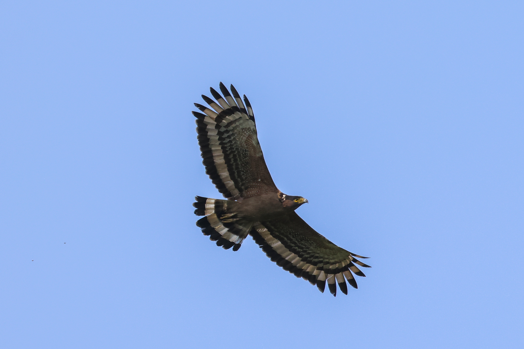 Crested Serpent Eagle (image by Hannu Jännes)