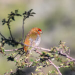 Crimson-browed Finch (image by Hannu Jännes)