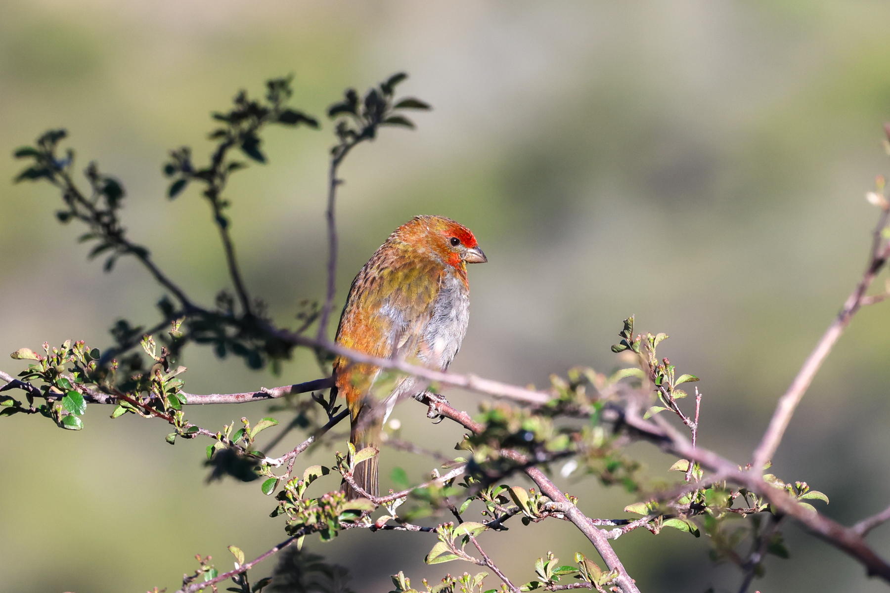 Crimson-browed Finch (image by Hannu Jännes)